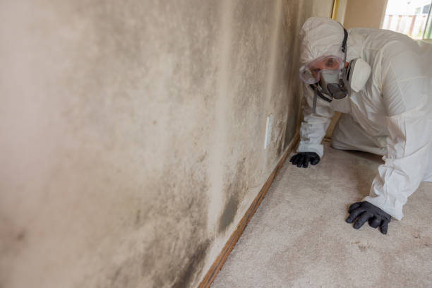 Best Mold Damage Restoration in White City, OR